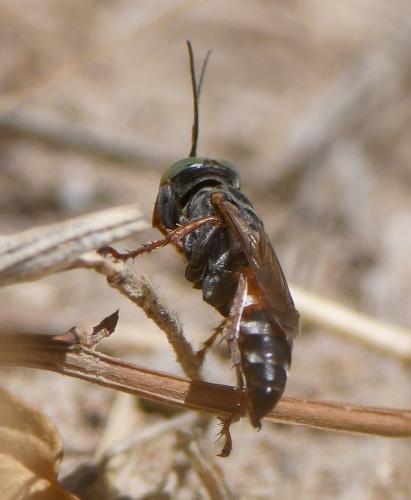 Réf. 237 981 : Tachysphex sp.